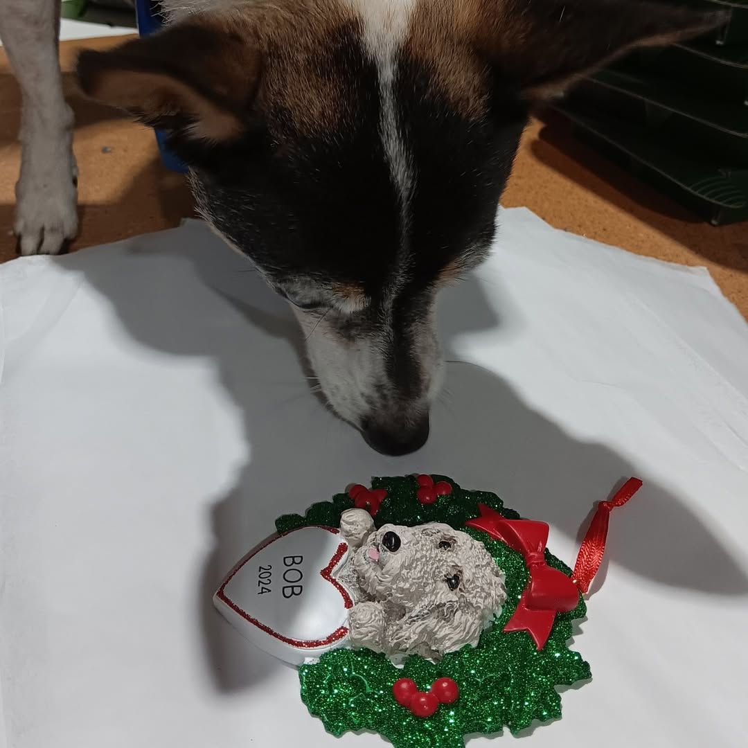 A dog staring at a pet ornament from My Ornament placed on the floor.