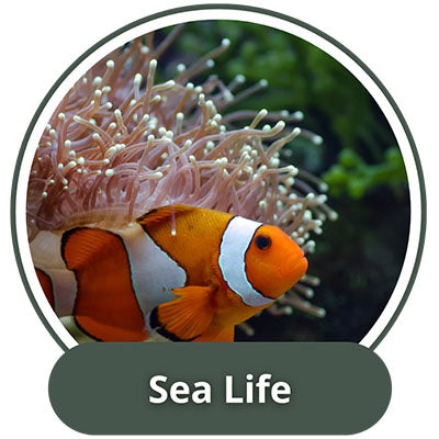 Sea Life Ornaments