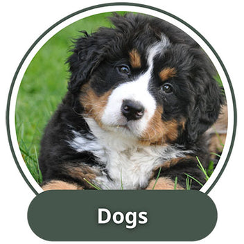 Personalized Dog Ornaments