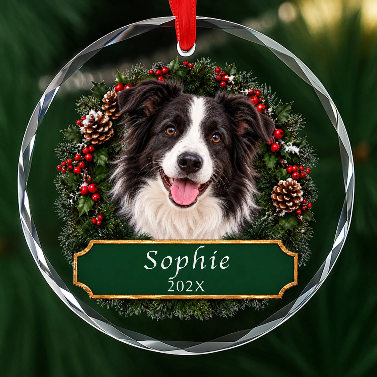 Personalized Border Collie Christmas ornament in round glass with a holly wreath and a green plaque engraved with a name and year