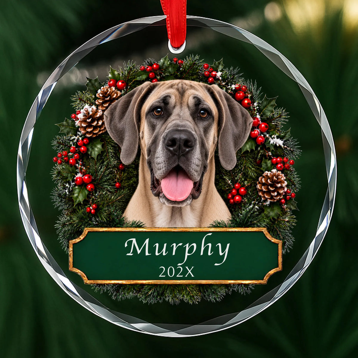 Personalized fawn Great Dane Christmas ornament in round glass with a holly wreath and a green plaque engraved with a name and year