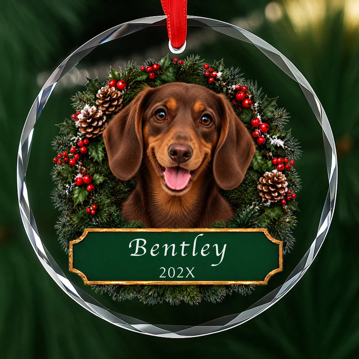 Personalized tan Dachshund Christmas ornament in round glass with a holly wreath and a green plaque engraved with a name and year