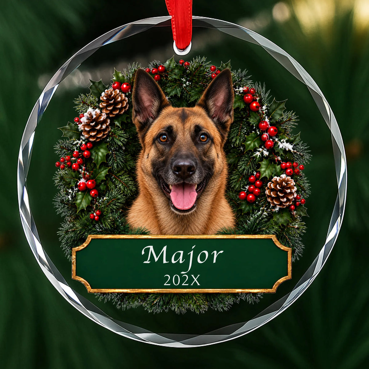 Personalized Belgian Malinois Christmas ornament in round glass with a holly wreath and a green plaque engraved with a name and year
