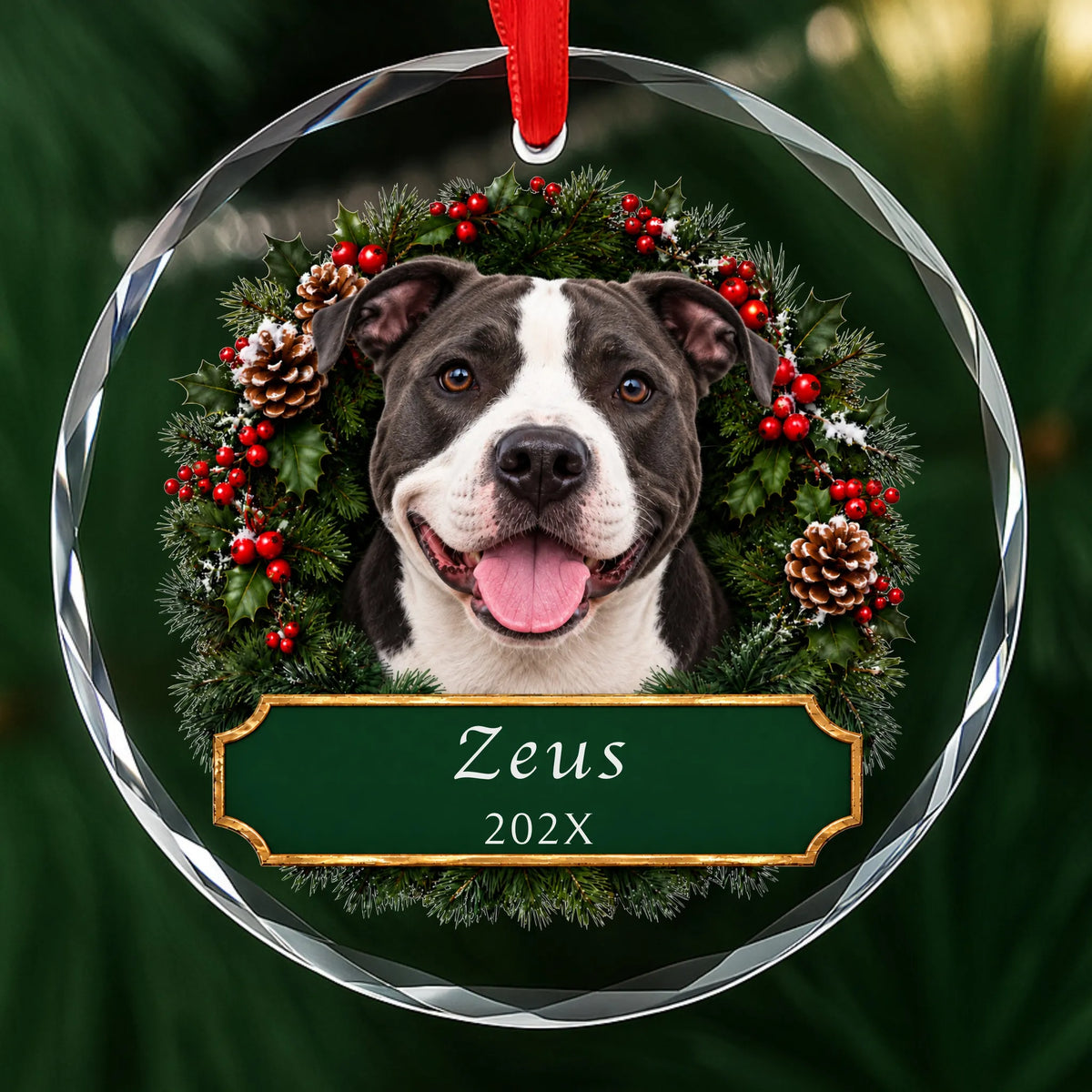 Personalized black Pit Bull Christmas ornament in round glass with a holly wreath and a green plaque engraved with a name and year