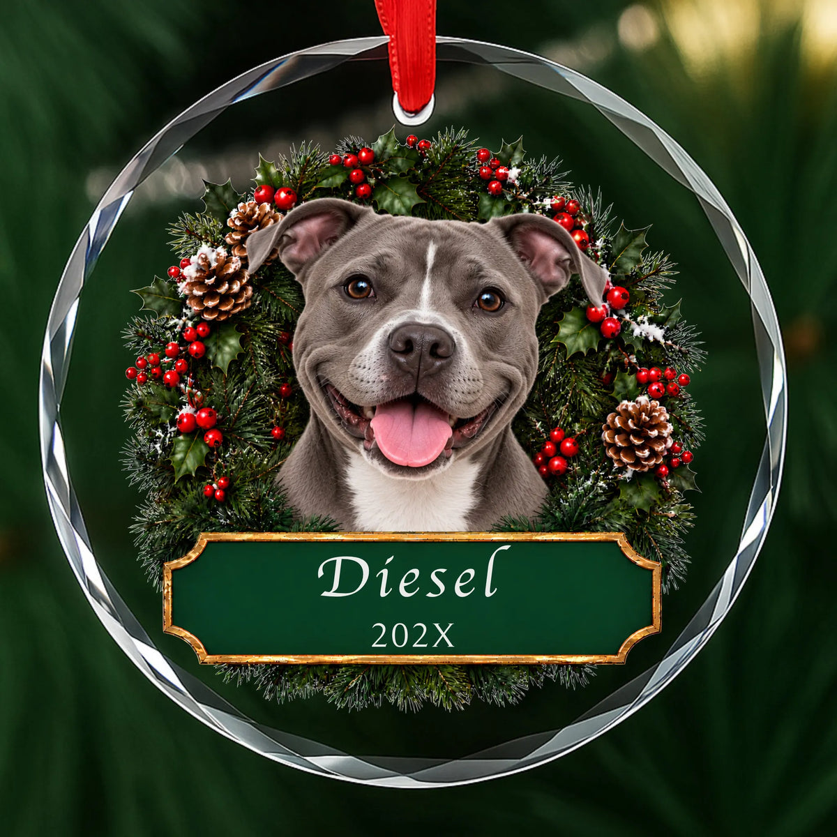 Personalized gray Pit Bull Christmas ornament in round glass with a holly wreath and a green plaque engraved with a name and year