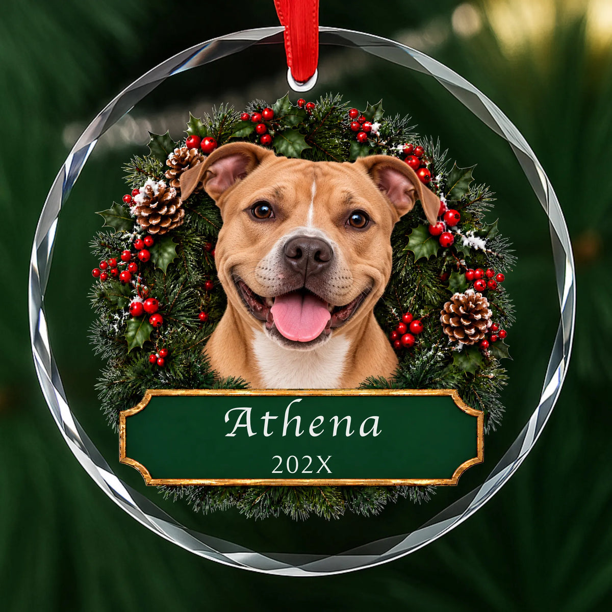 Personalized tan Pit Bull Christmas ornament in round glass with a holly wreath and a green plaque engraved with a name and year