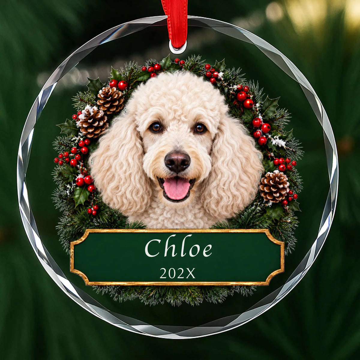 Personalized white Poodle Christmas ornament in round glass with a holly wreath and a green plaque engraved with a name and year