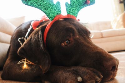 dog wearing holiday headband